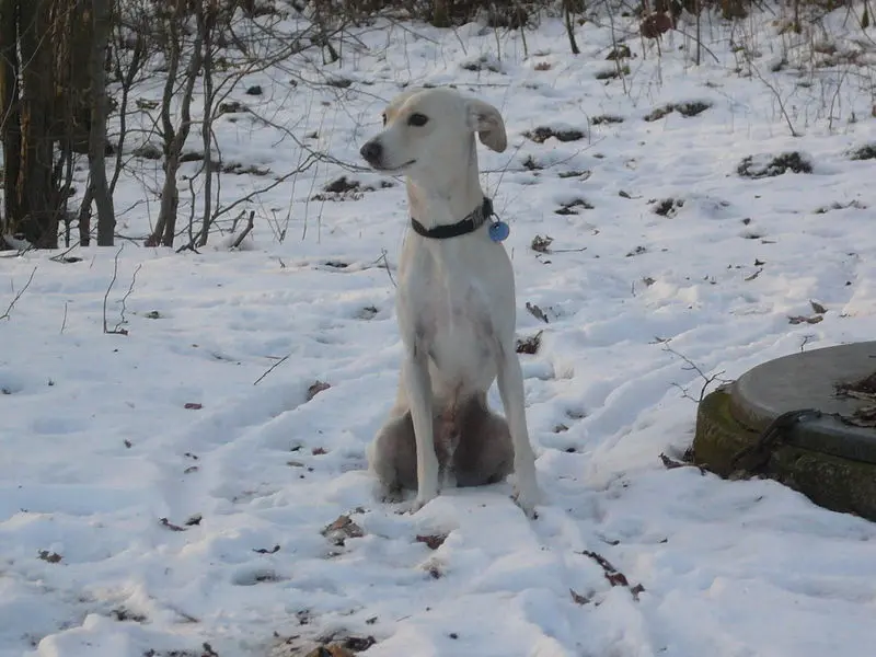 Andachtsbild von Für Trixie