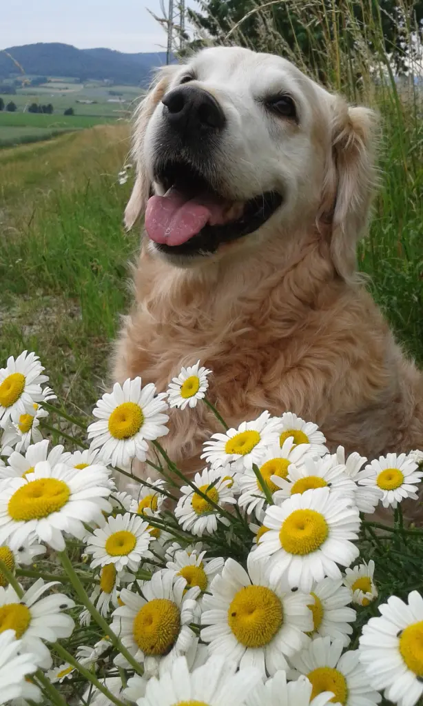 Andachtsbild von Unbekannt