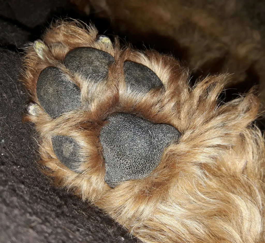 Andachtsbild von Pia