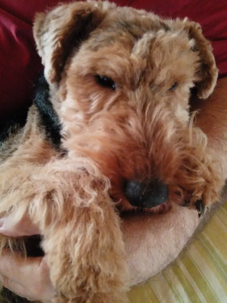 Andachtsbild von Pia