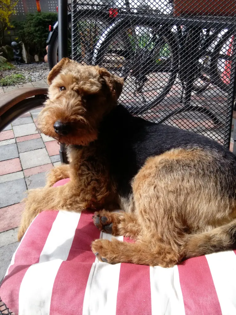 Andachtsbild von Pia