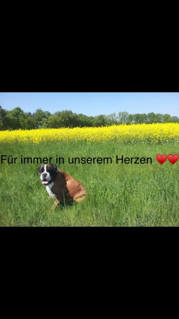Condolence image of Frauchen 