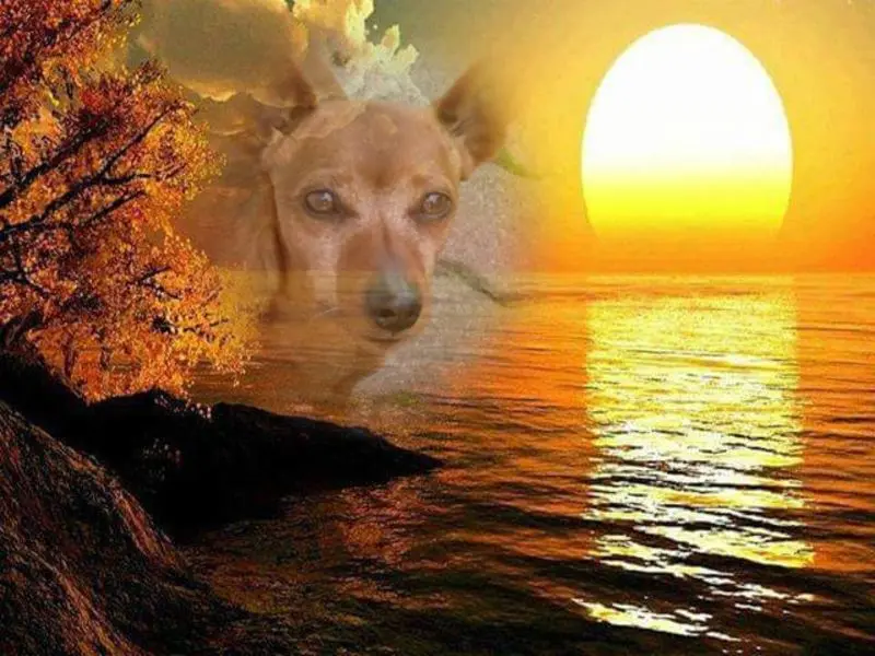 Condolence image of Jutta mit Purzel tief im Herzen ✟ 08.05.2016