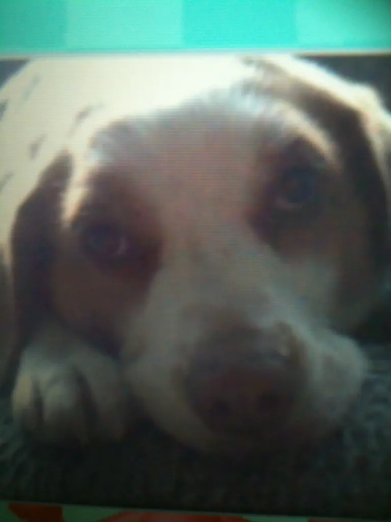Image from Bijou