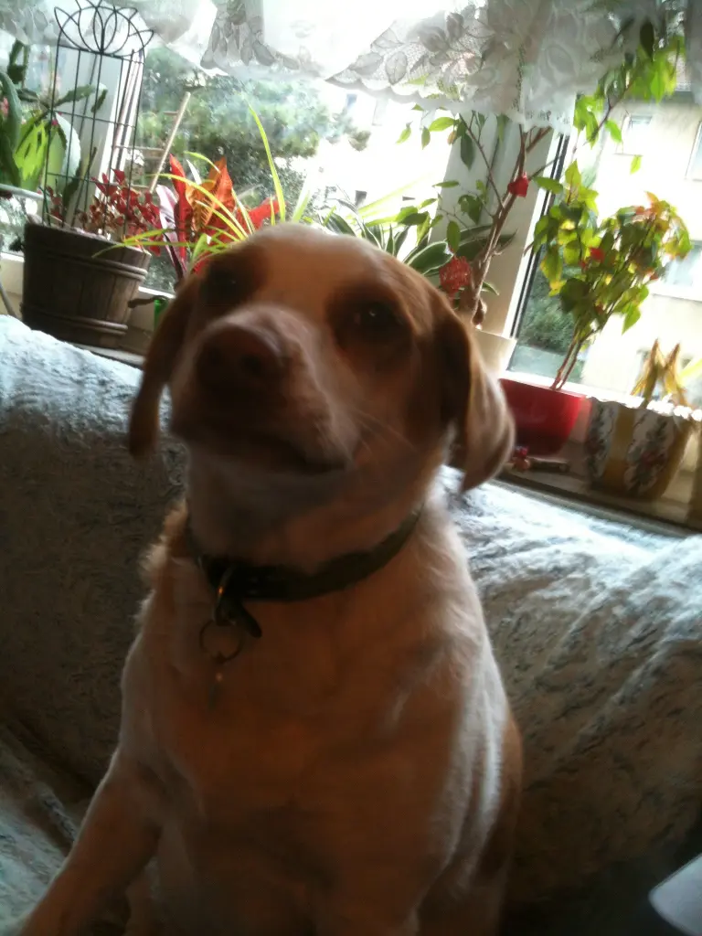 Image from Bijou