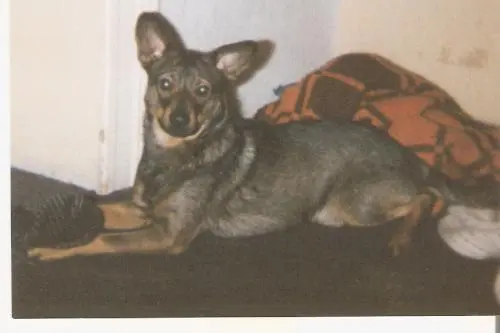 Bild von Blacky