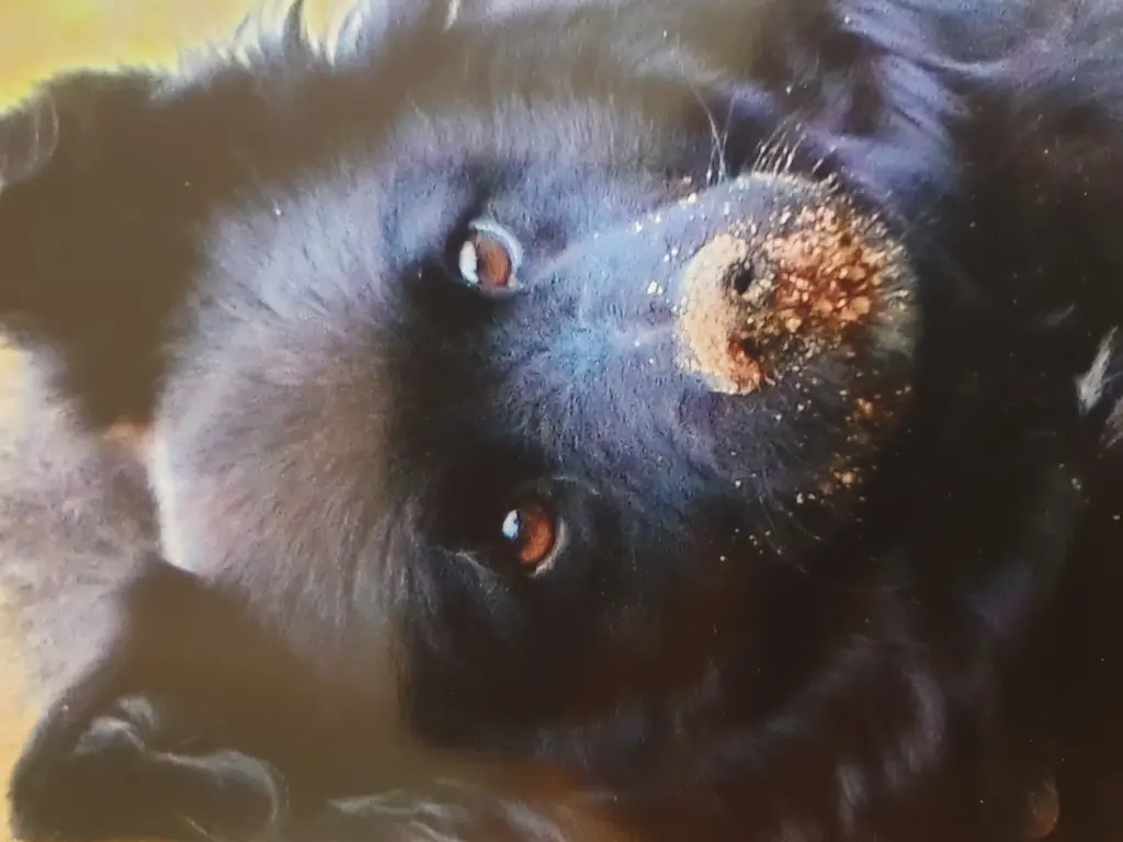 Condolence image of Für meine geliebte Fellnase Wolle????❤