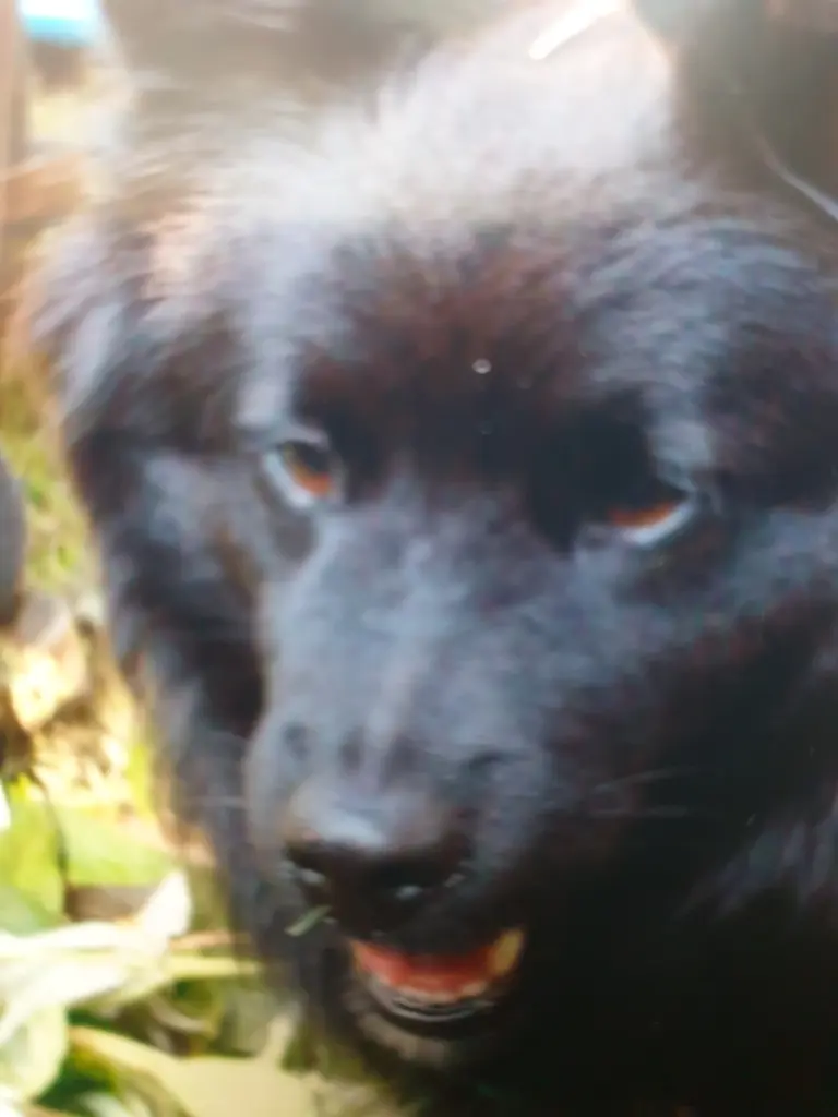 Condolence image of Deiner Mama
