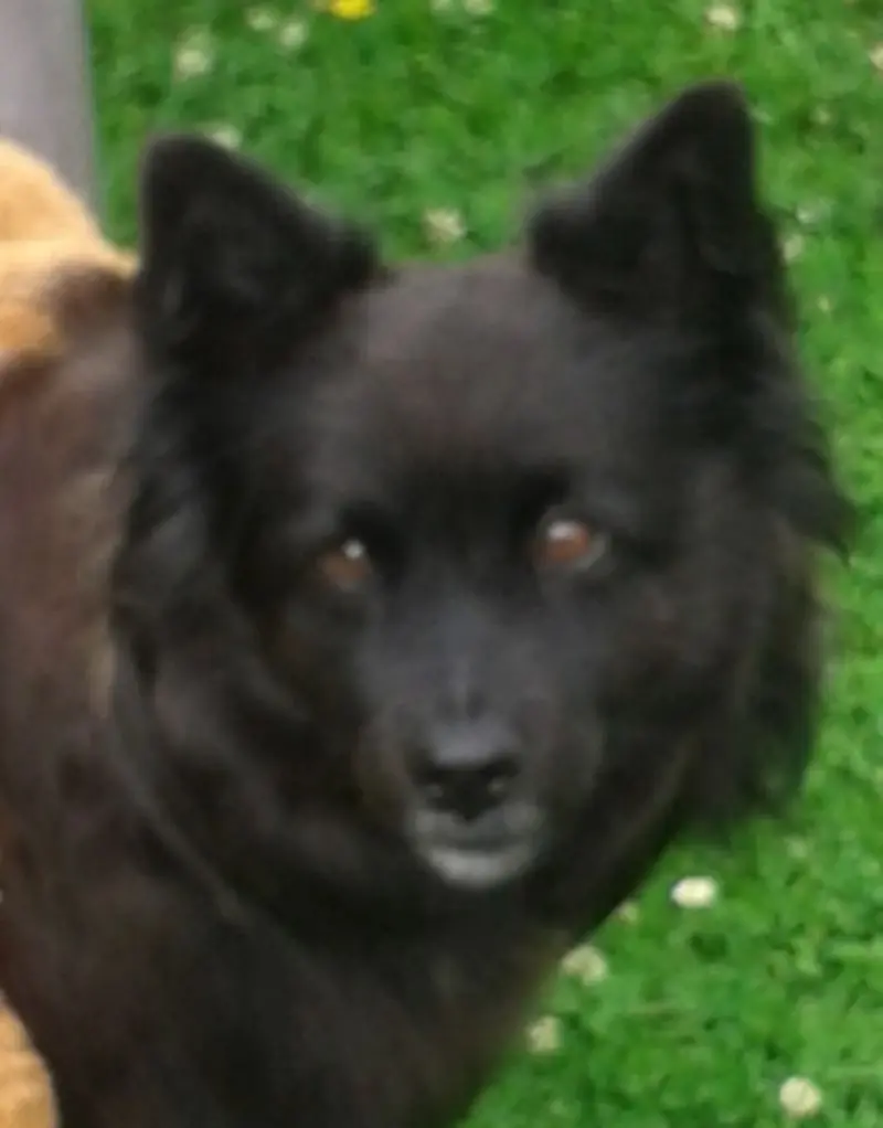 Condolence image of Elke mit Wolle tief im Herzen