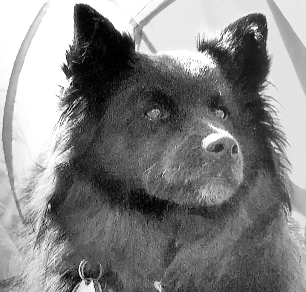 Condolence image of Mein Seelenhund