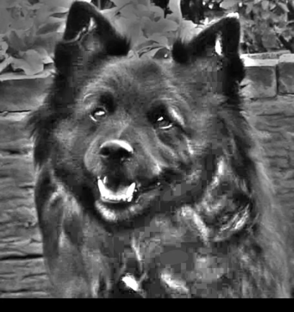 Condolence image of Wolle mein Seelenhund