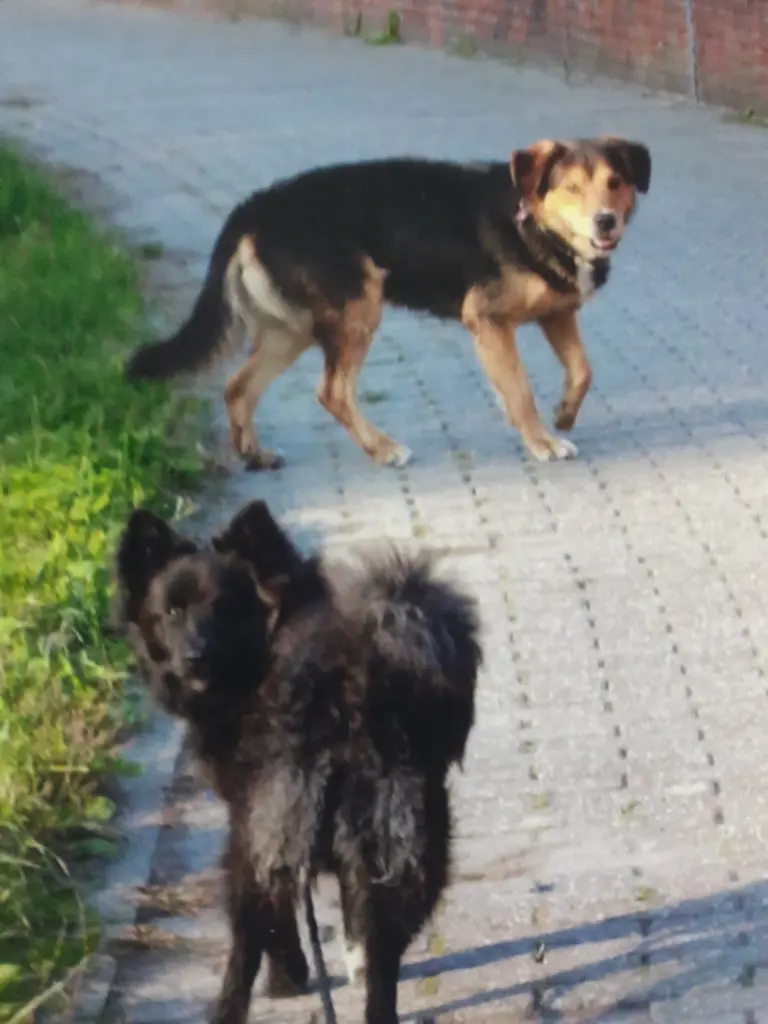 Image from Wolle