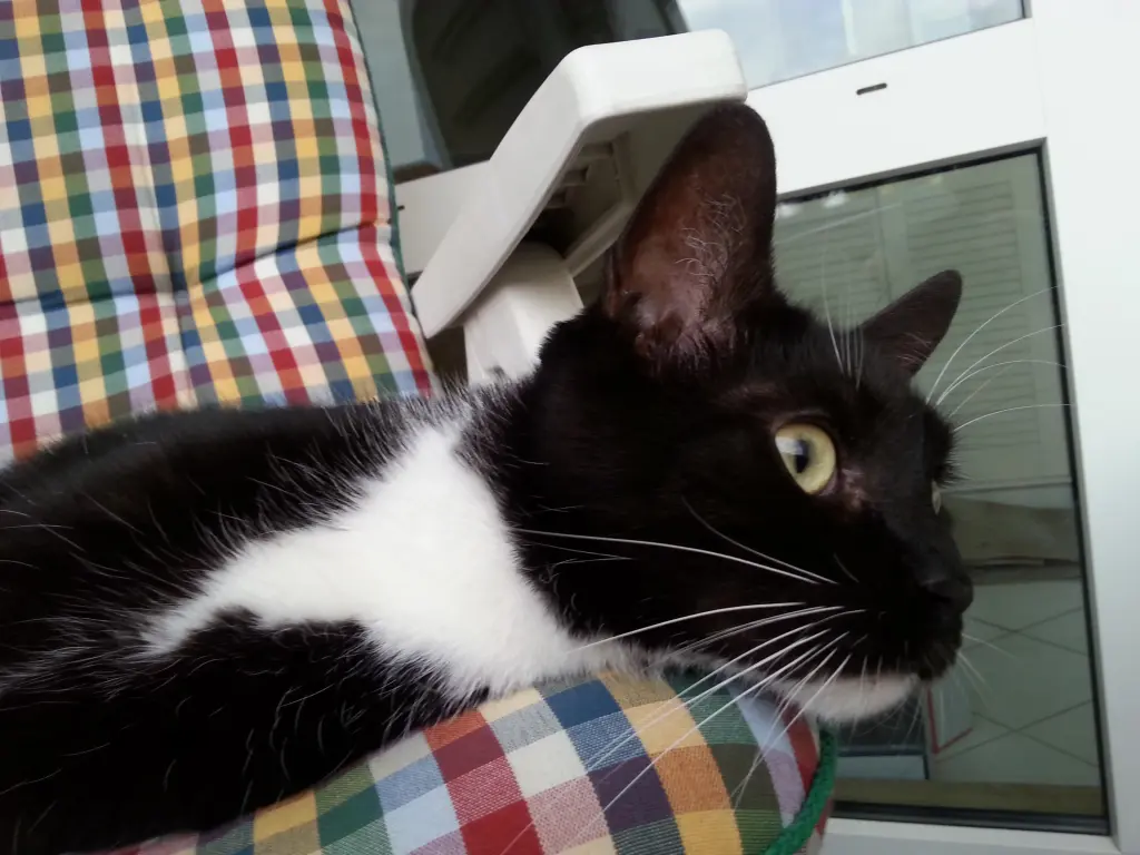 Image from Rusty