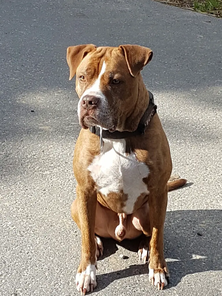 Image from Butch