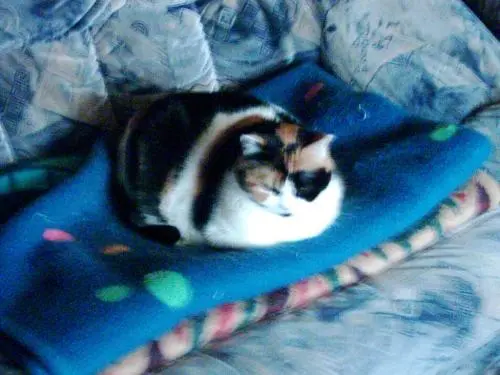 Bild von Pinki