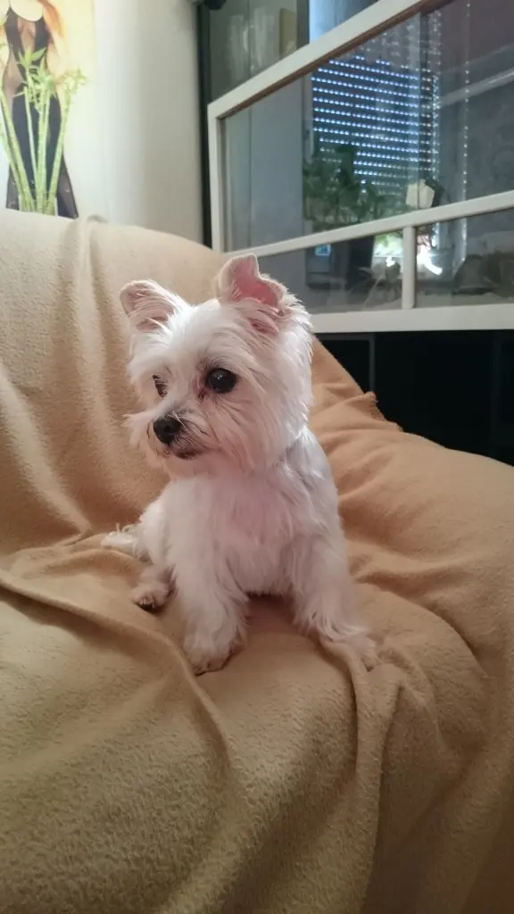 Image from Missy