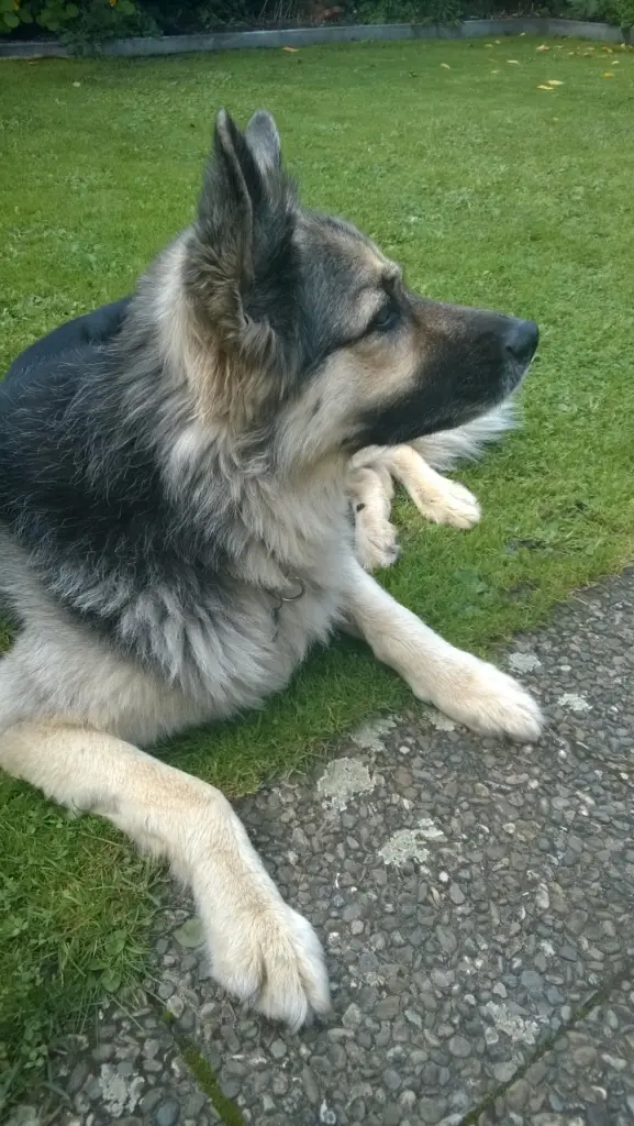 Andachtsbild von Susanne mit Rusty im Herzen