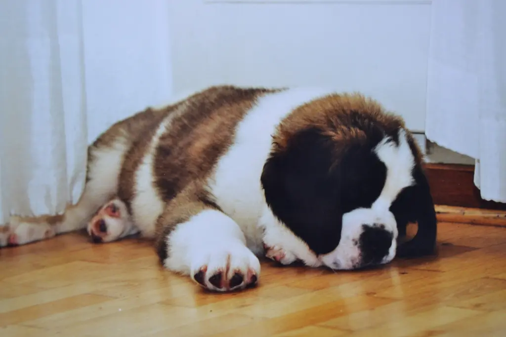 Andachtsbild von Brigitta