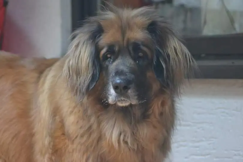 Bild von Dora