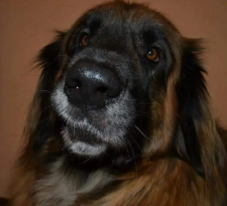 Bild von Dora