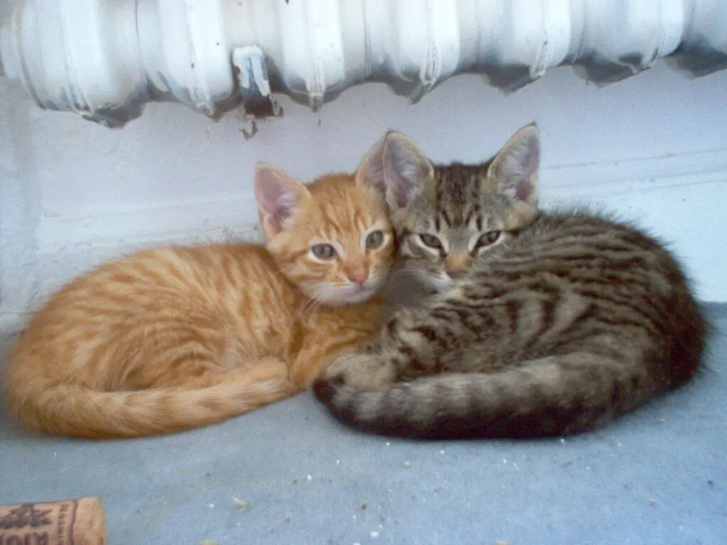 Image from Tiger