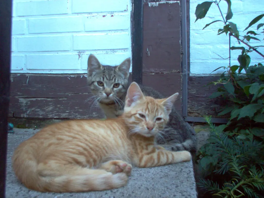 Image from Tiger