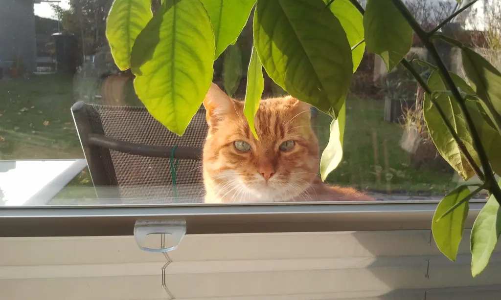 Image from Tiger
