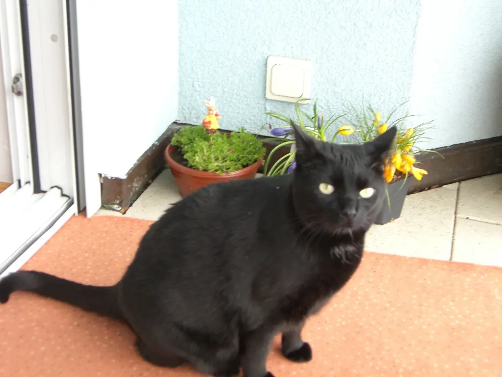 Condolence image of Silke