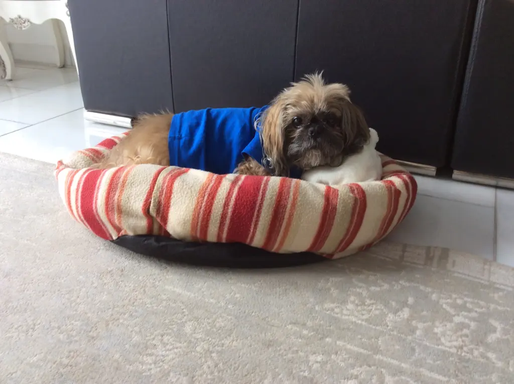 Andachtsbild von Manuela mit Simba im Herzen