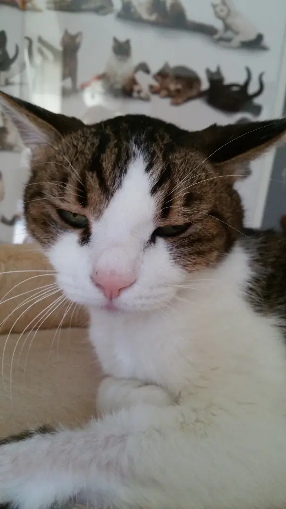 Andachtsbild von Tanja