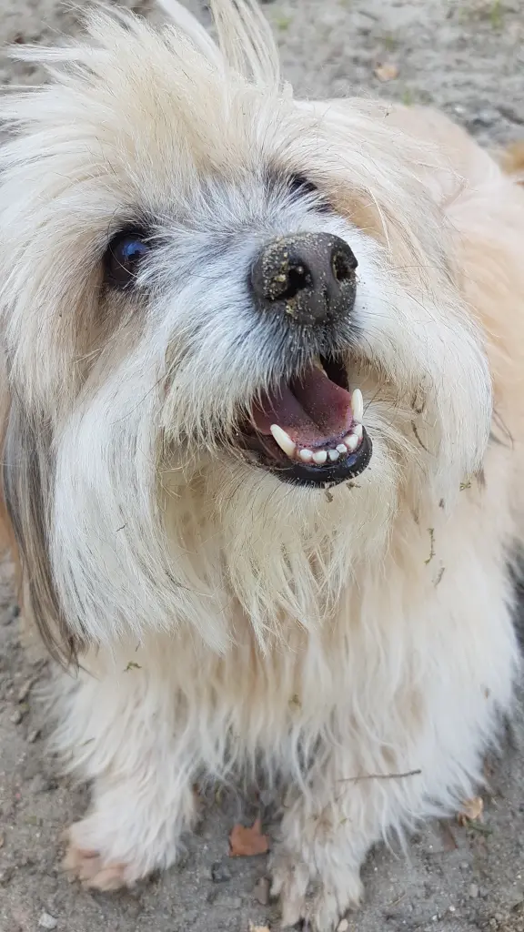 Andachtsbild von Heike