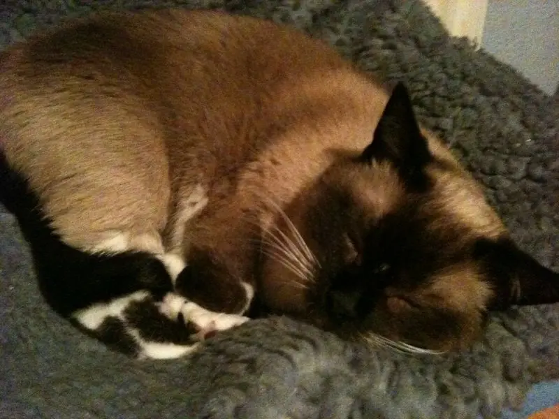 Andachtsbild von Unbekannt