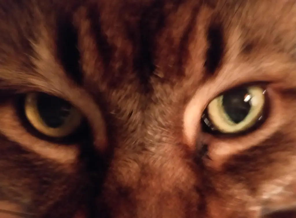 Andachtsbild von Iris mit Flori