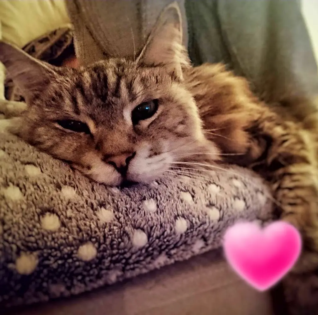 Andachtsbild von Barbara