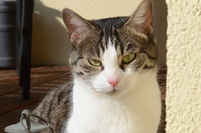 Andachtsbild von Denise mit Anni im Herzen