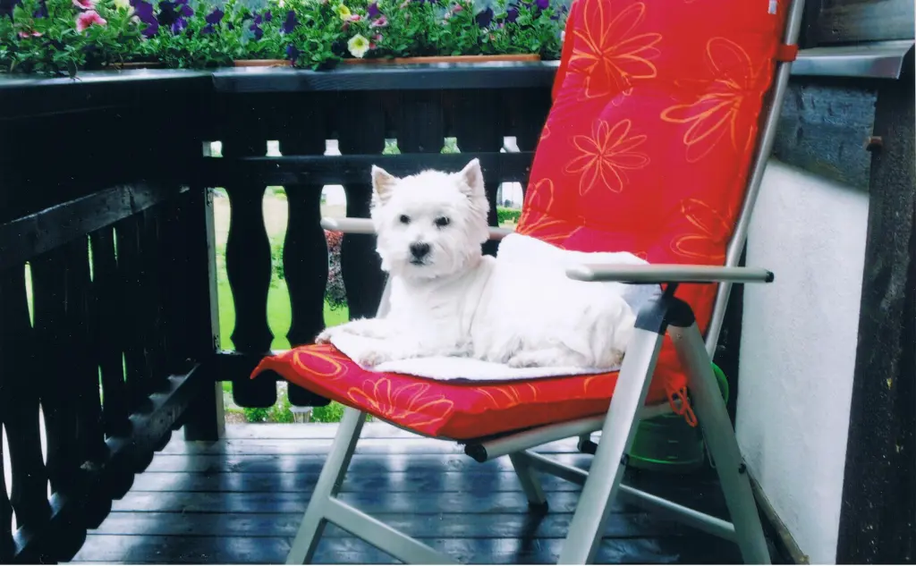 Bild von Bobby