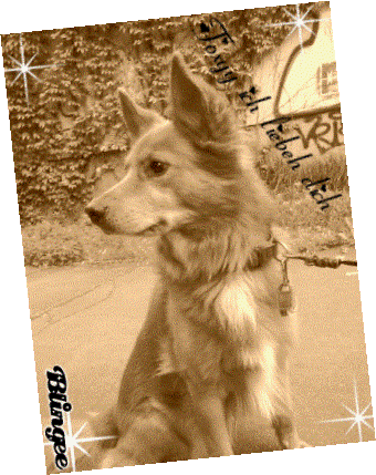 Image from Foxy
