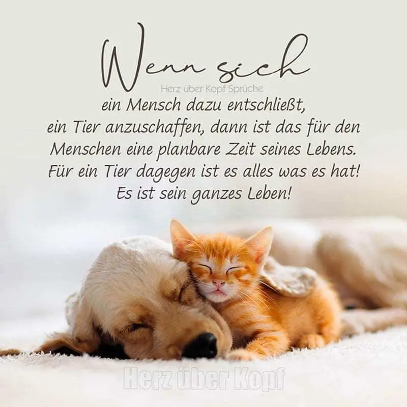 Condolence image of Dein Frauchen