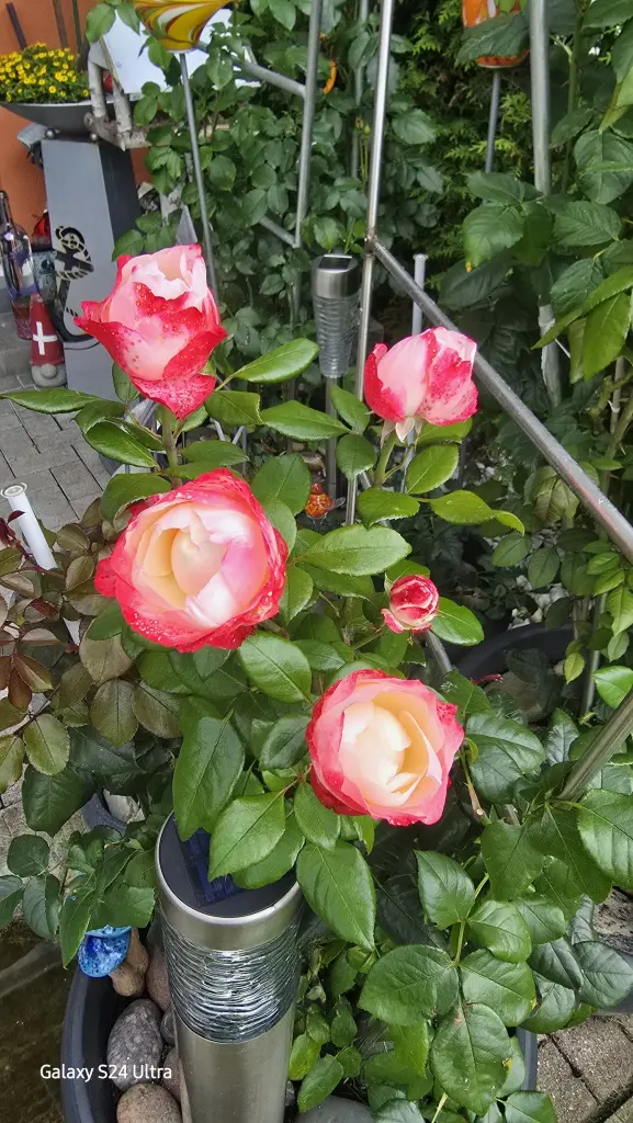 Andachtsbild von Mama