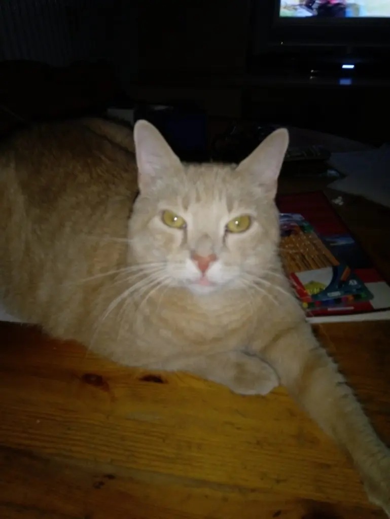 Image from Feli