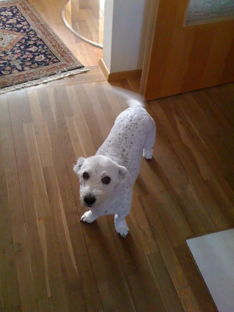 Image from Lissy