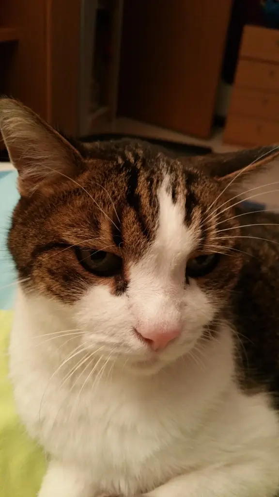 Andachtsbild von Tanja mit Timmy im Herzen