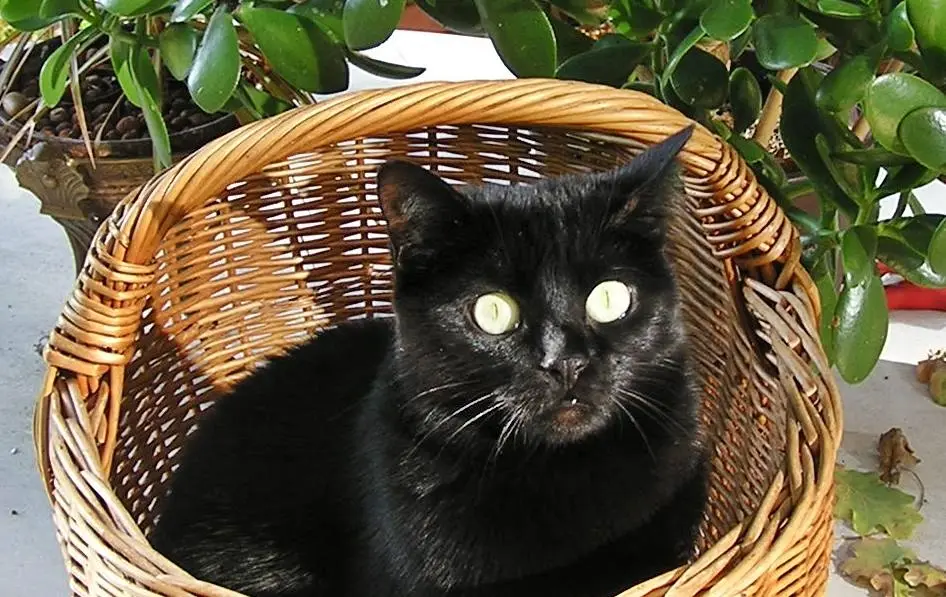 Andachtsbild von Nicola