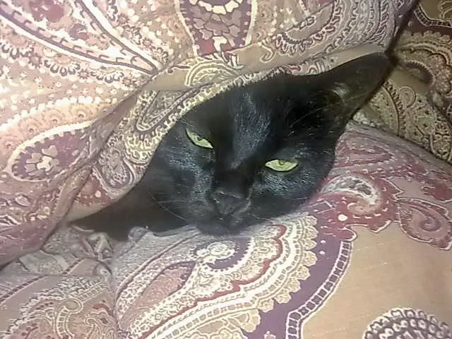 Andachtsbild von Nicola