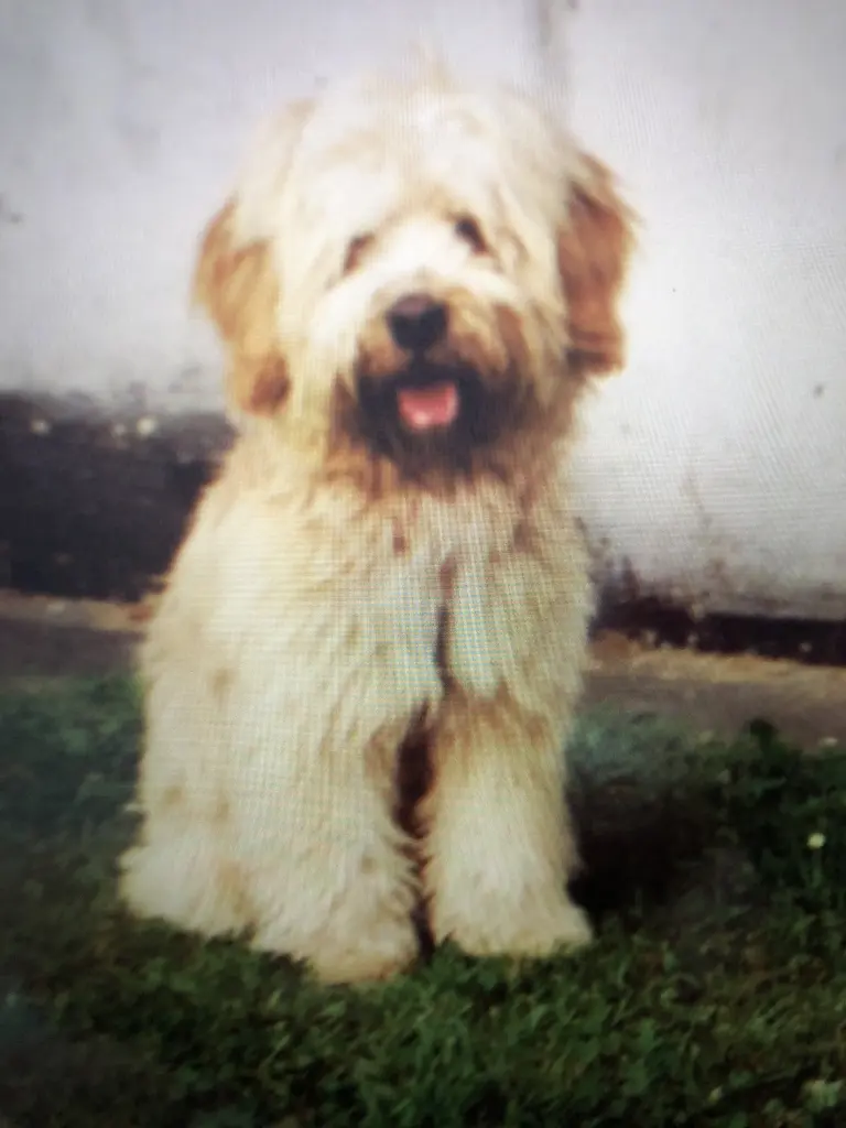 Condolence image of Dagmar