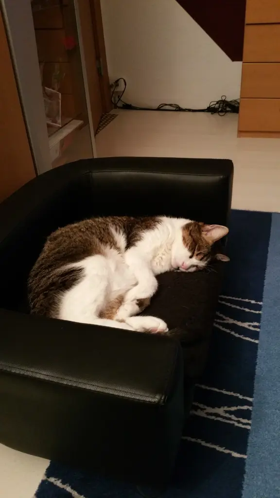 Condolence image of Tanja mit Timmy im Herzen