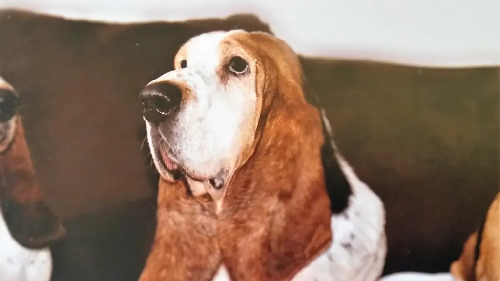 Condolence image of Eva