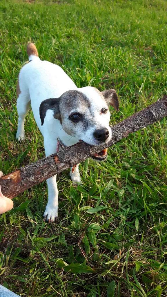 Bild von Stella
