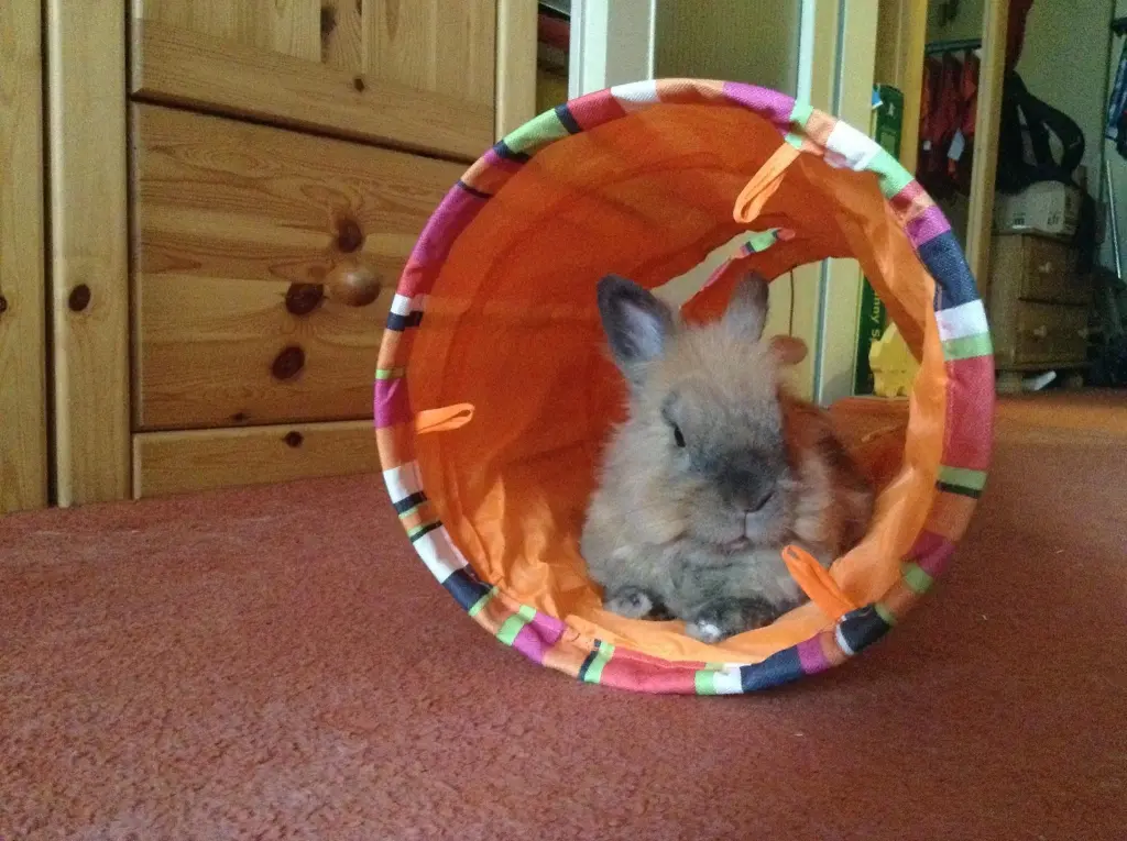 Image from Finn
