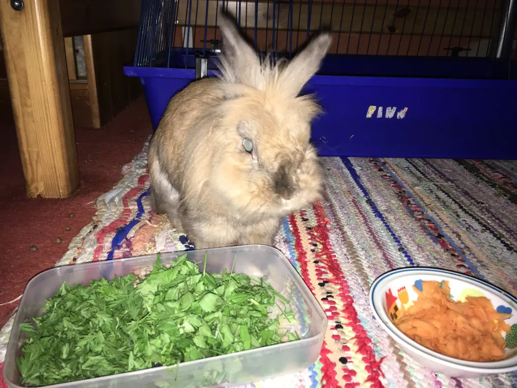 Image from Finn